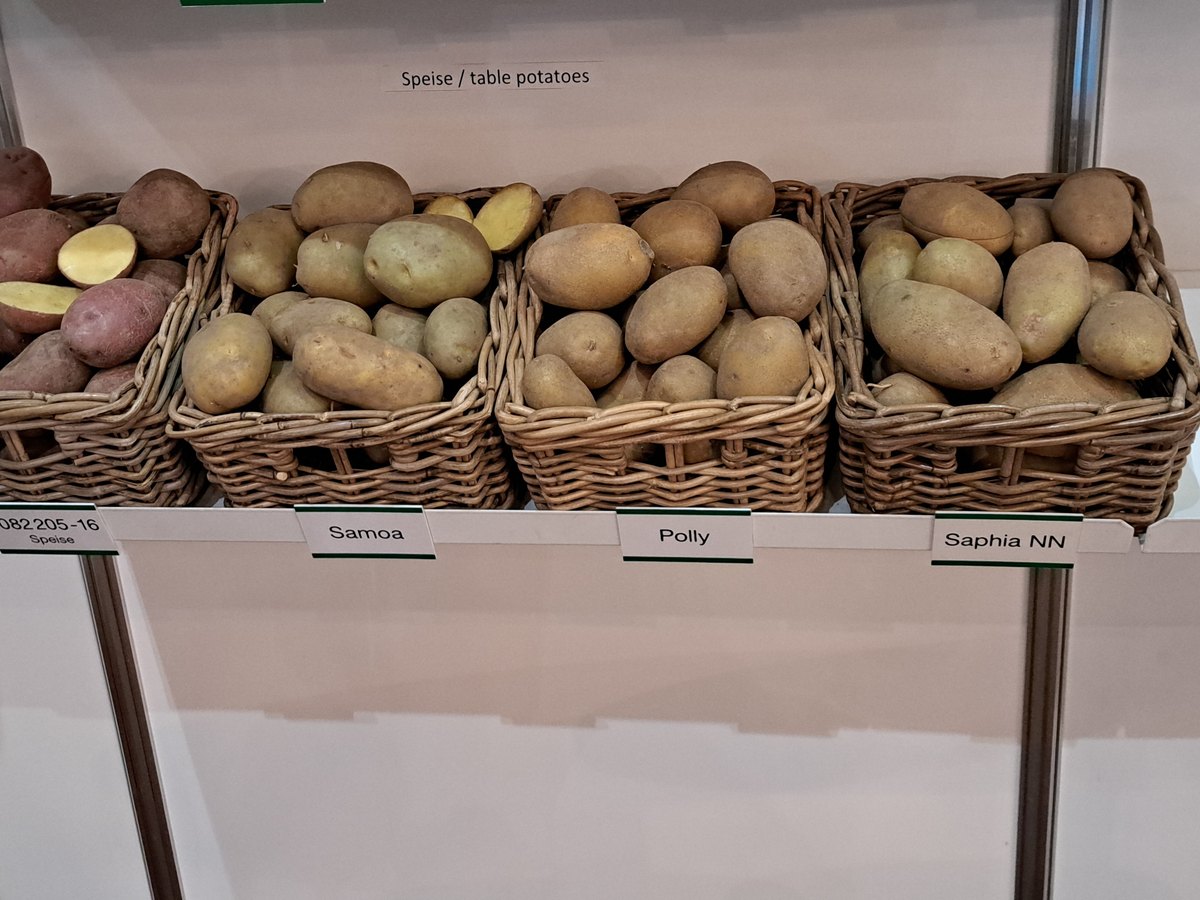 Verschiedene Kartoffelsorten nebeneinander