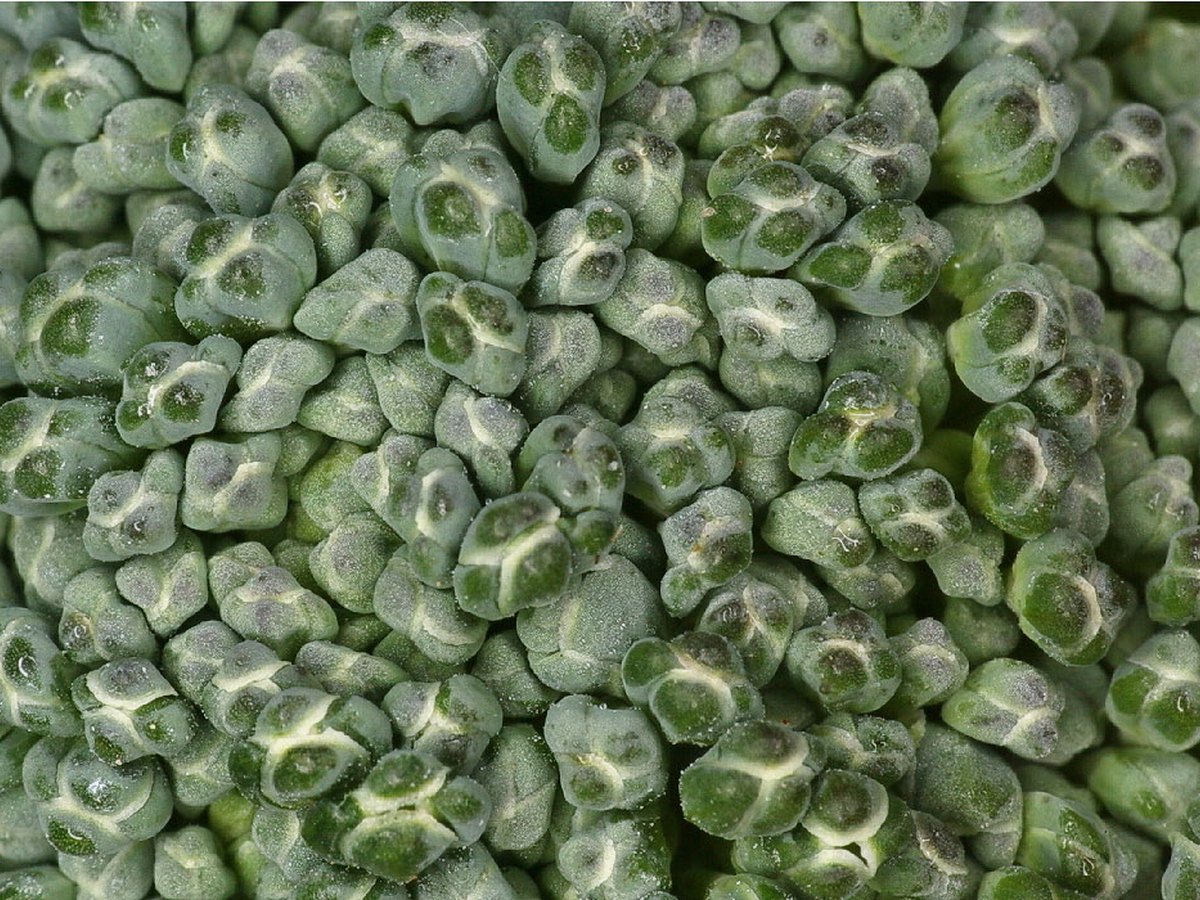 Blanchierte Brokkoliröschen