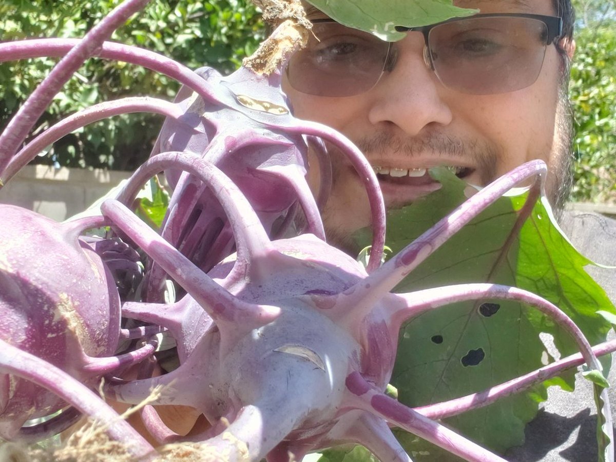Frischer Kohlrabi wird geschält