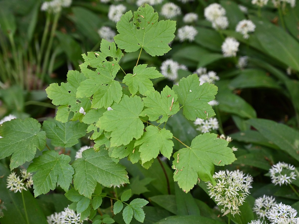 Bärlauch mit weißen Blüten auf einem Waldboden