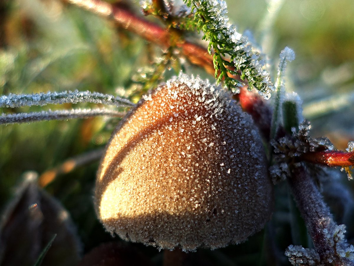 Braune und weiße Champignons