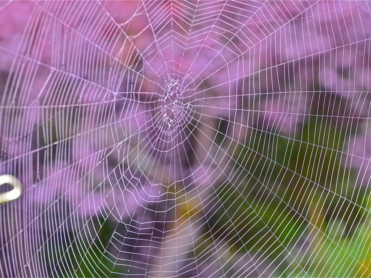Spinnennetz wird mit Zuckerguss gezogen