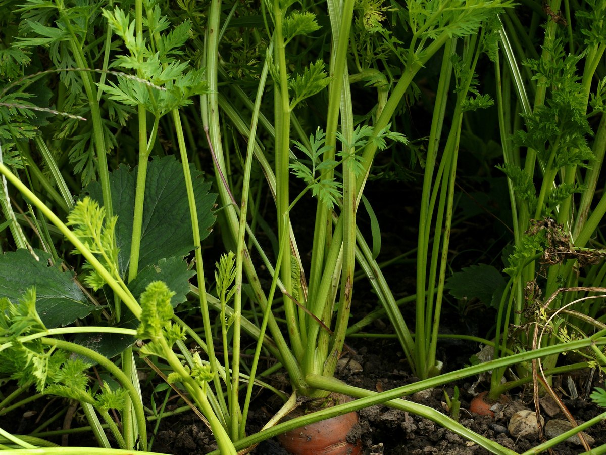 Möhren im Beet