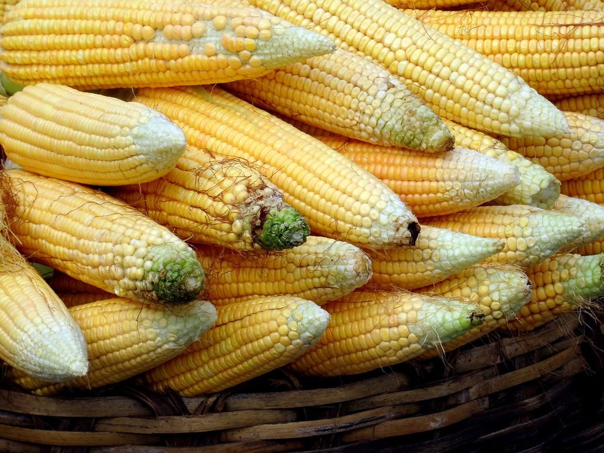 Frische Maiskolben mit Blättern
