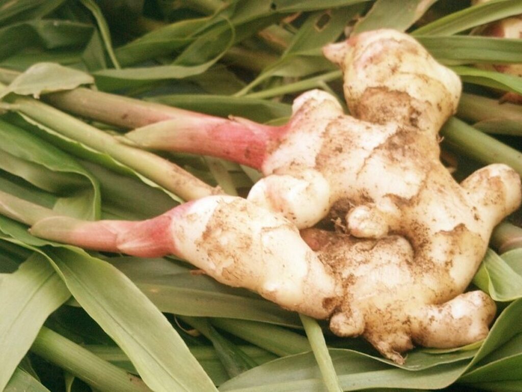 Ginger at New Heaven farmers market