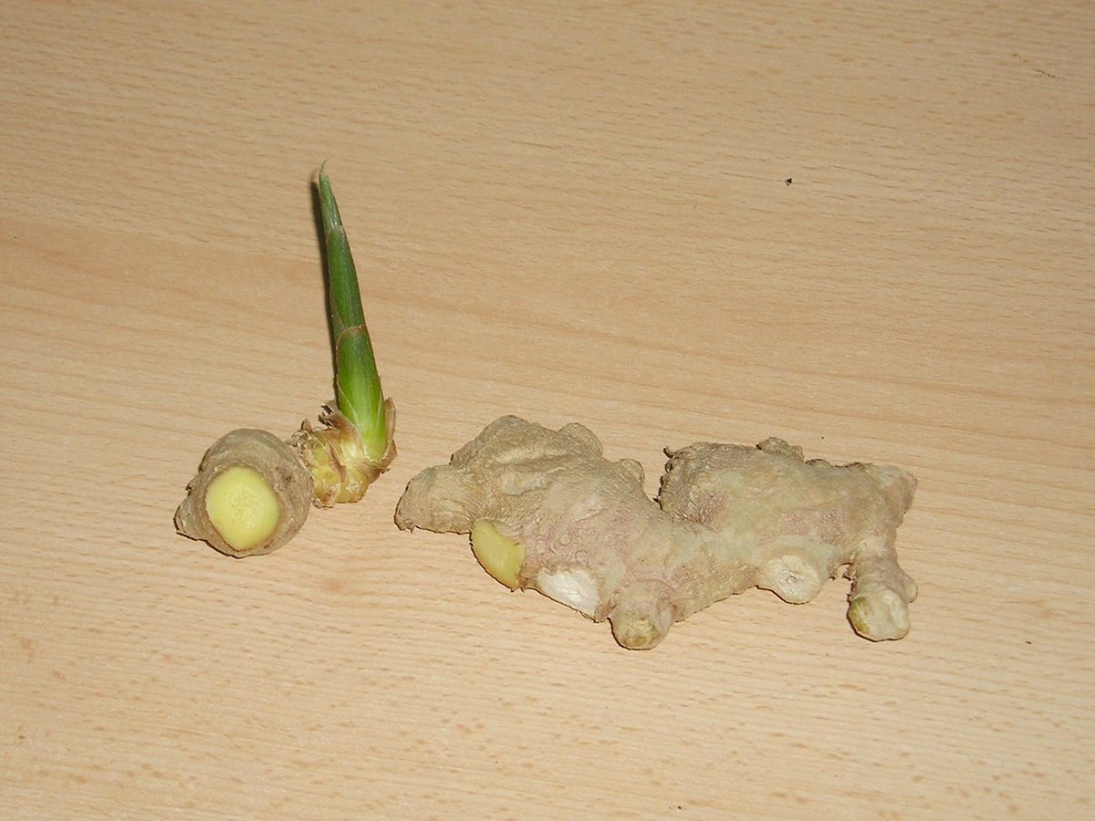 Frische Ingwerknolle