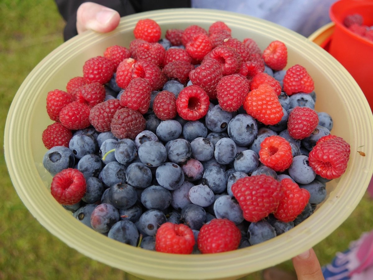 Eine Schale mit gemischten frischen Beeren